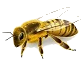 蜜蜂停