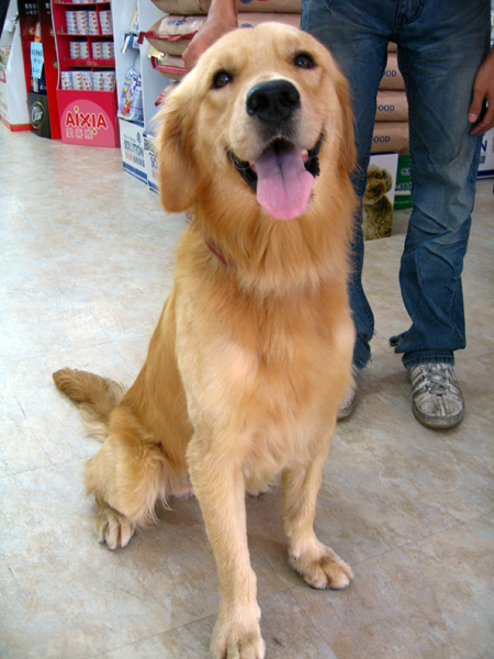 黃金獵犬