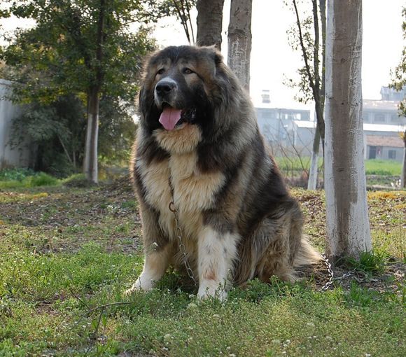 高加索牧羊犬